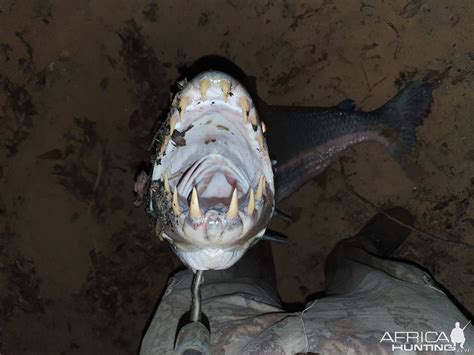 Goliath Tigerfish Mouth | AfricaHunting.com