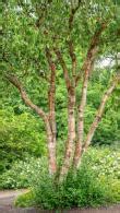 Betula albosinensis Fascination or Chinese Red Birch Tree