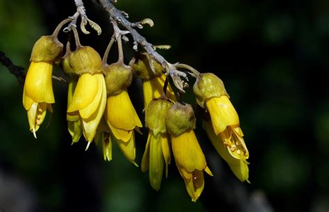 Kōwhai: 11 Facts About New Zealand's National Flower