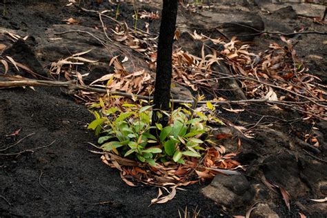 Australian Bushfires Aftermath: Eucalyptus Trees Recovering after Severe Fire Damage Stock Image ...