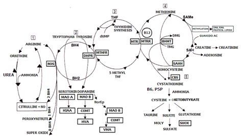 The Yasko Methylation Cycle: This figure shows the Methylation pathway ...