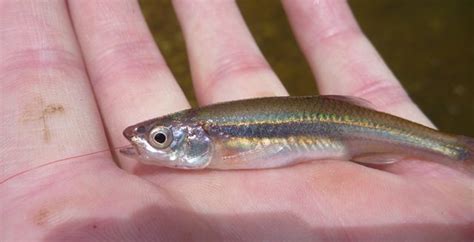 Emerald Shiner? - Identification Assistance - NANFA Forum