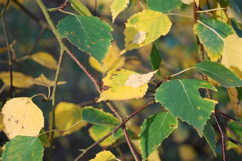 Contemplating Change: golden silver birch