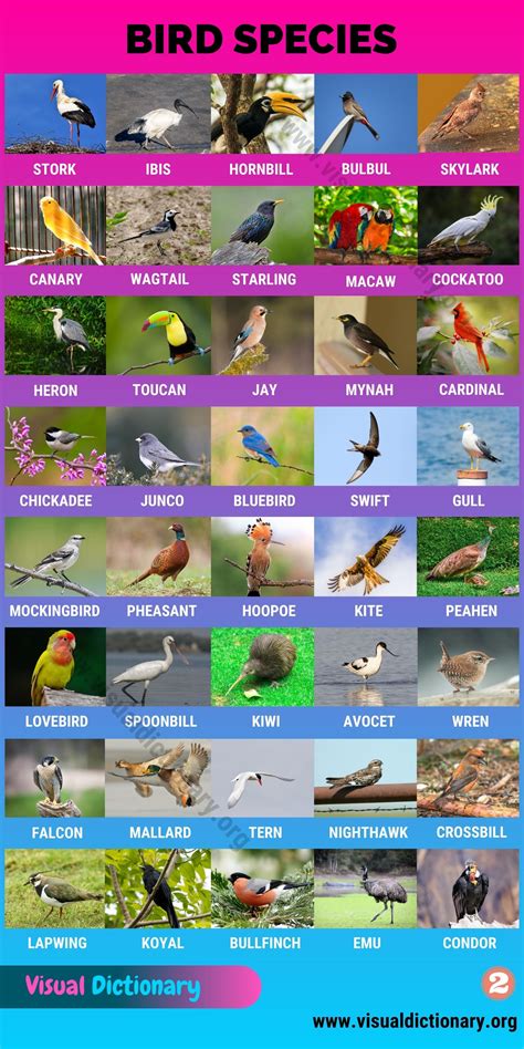 Types of Birds: Great List of 80 Birds by Common Names around the World ...