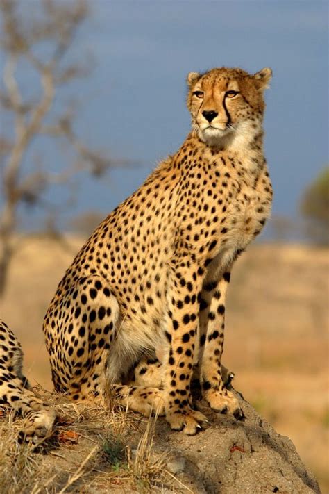 The Southeast African cheetah (Acinonyx jubatus jubatus) is the ...