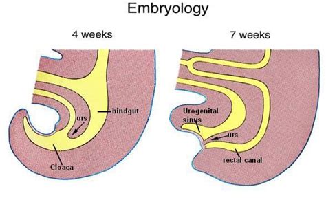 urogenital sinus and cloacal mm - Google Search | Beach mat, Outdoor ...