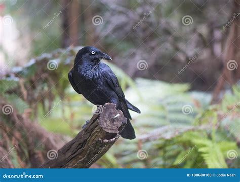 Crow Sitting on Branch in Australia. Stock Photo - Image of side ...