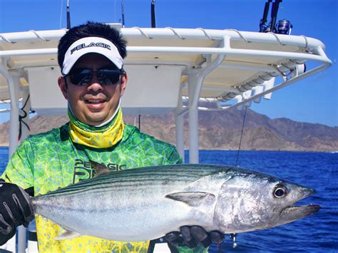 How to Catch Bonito - Tips for Fishing for Bonito