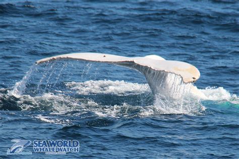 Albino humpback, simply known as "Son of Migaloo" A smaller whale most ...