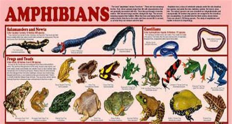 Amphibians