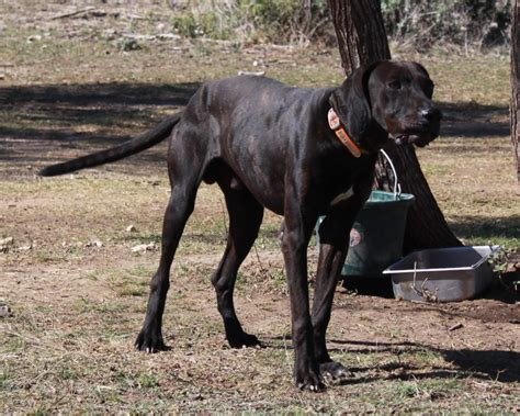 Plott Hound - Puppies, Rescue, Pictures, Information, Temperament, Characteristics | Animals Breeds