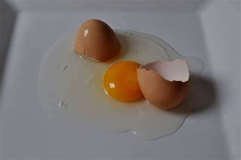 Free picture: chicken, egg, yolk