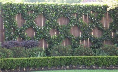 80 Impressive Climber and Creeper Wall Plants Ideas | Plant wall, Garden design, Garden inspiration