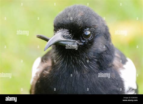 A wild magpie with a deformed beak. This bird is tame as it relies on people for food as ...