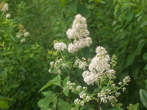 Wildflowers Free Stock Photo - Public Domain Pictures