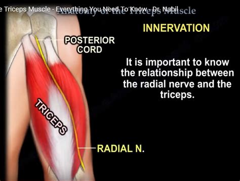 Anatomy Of The Triceps Muscle - Anatomical Charts & Posters