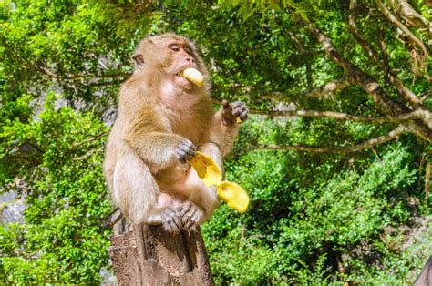 Monkey Eating Bananas in Jungle Stock Photo - Image of hairy, green ...