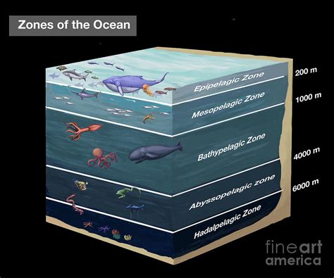 Zones Of The Ocean Photograph by Spencer Sutton - Pixels