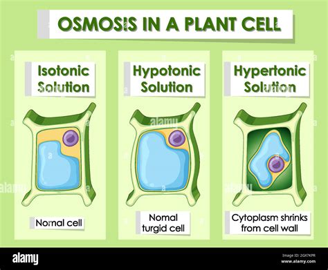 Diagram showing osmosis in plant cell Stock Vector Image & Art - Alamy