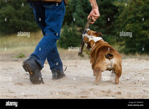 playing English Bulldog Stock Photo - Alamy