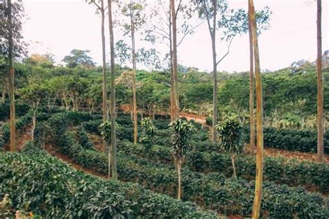 Costa Rica Coffee - Take a Plantation Tour