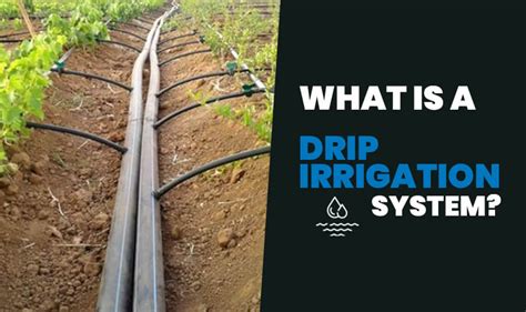 Differences Between Sprinkler Systems and Drip Irrigation