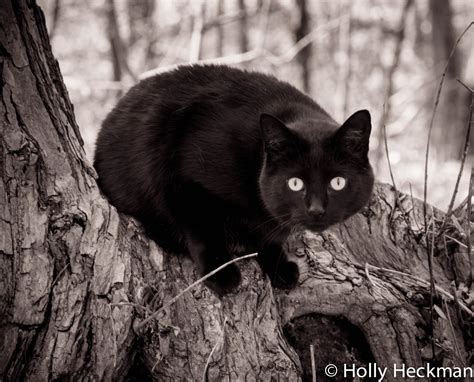 Black and White Photography Cat Print Photography Art Print Home Decor ...