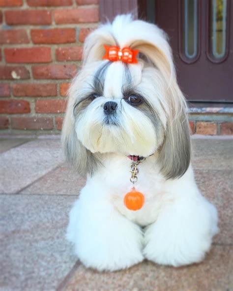 👑 Mila - Shih Tzu Royalty 👑 on Instagram: “🍁🍂 You’re the Pumpkin Spice ...