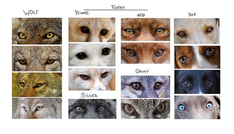 CANINE EYE REFERENCE | Wolf eye color, Eye color chart, Wolf colors