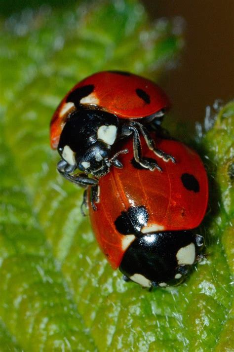 Mating | Ladybugs | Pinterest