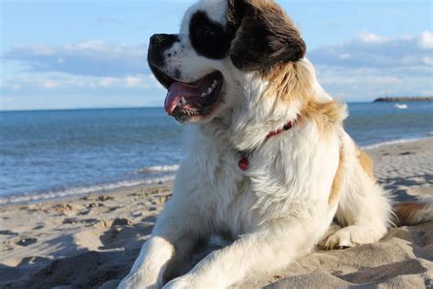 Saint Bernard Grooming: Bathing, Shedding, and Haircuts