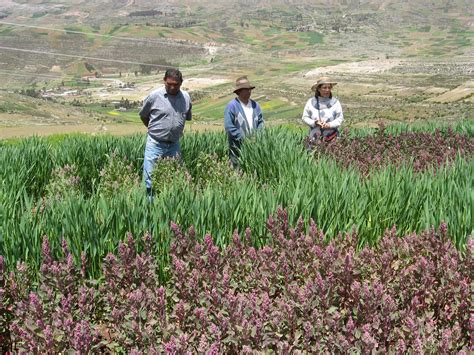 Quinoa Farmers Increase Yields Using Nuclear-Derived Farming Practices | IAEA