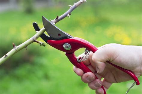 Pruning Techniques for Long Island Gardens - Hicks Nurseries