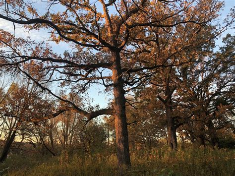 Lake Wingra | Oak Savanna | Madison, Wisconsin