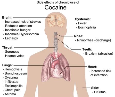 Neural Pathway Provides New Insight into Cocaine Addiction - Neuroscience News