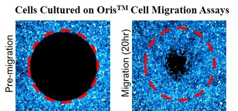 Do surface coatings influence cell migration?