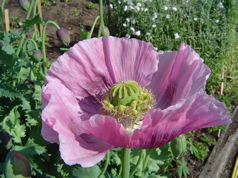 Archivo:Opium poppy.jpg - Wikipedia, la enciclopedia libre