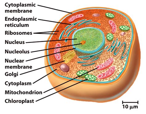 43+ Eukaryotic Cell Diagram - RabiaQuintos