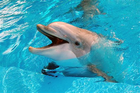 Happy Dolphin 2 by Photogenic-Smile on DeviantArt