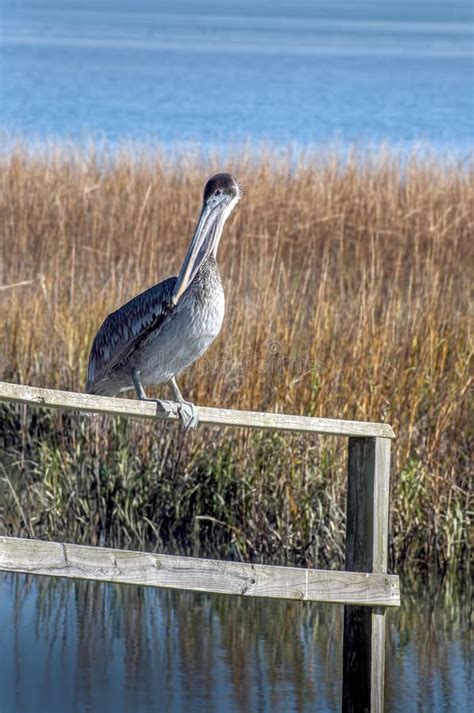 Pelican in Marsh stock photo. Image of beasts, seabirds - 30942458