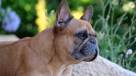 What Causes Scabs on a Dog’s Ear? | Canna-Pet