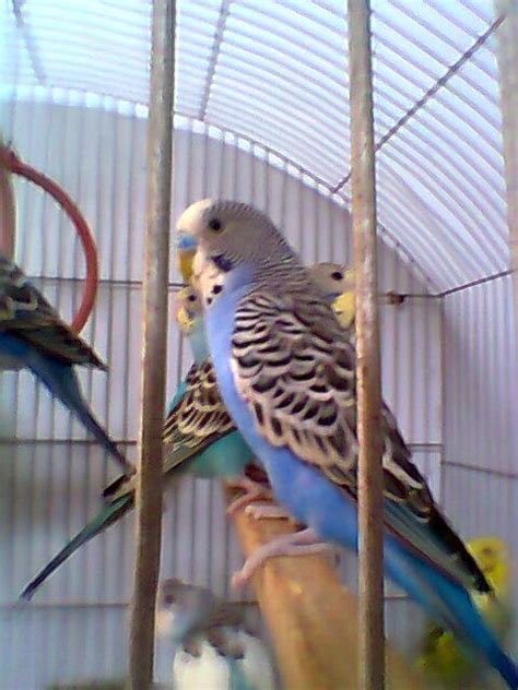 Budgies Parrots For Sale In Karachi - Pets For Sale In Pakistan