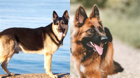 East European Shepherd Vs German Shepherd: Who Wins?