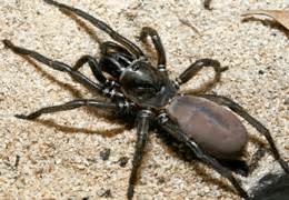 Black House Spiders SPIDER CHART Venomous or Dangerous?