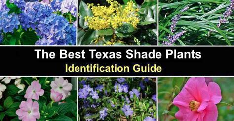 The Best Texas Shade Plants – Pictures and Identification Guide