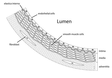 The Endothelium: An interface between Blood, tissue and lymph – faCellitate