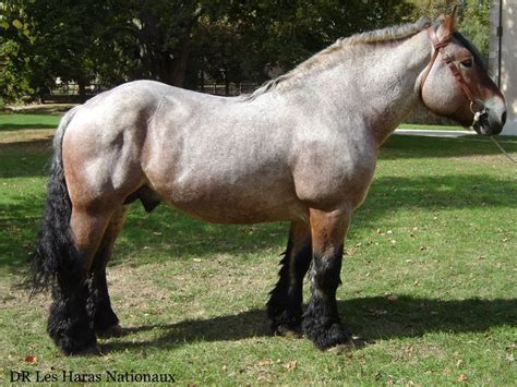 Gallery For > Bay Roan Draft Horse | Horses, Draft horses, Big horses