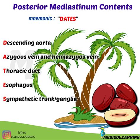 Posterior Mediastinum Contents Mnemonic – MedicoLearning