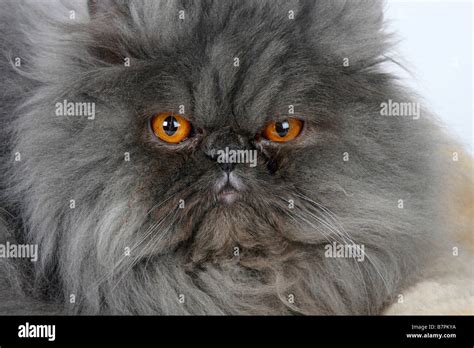 Persian Cat tomcat blue smoke Stock Photo - Alamy