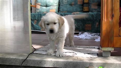 Golden Retriever Puppy "angry" - YouTube